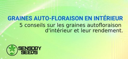 GRAINES AUTOFLORAISON EN INTÉRIEUR