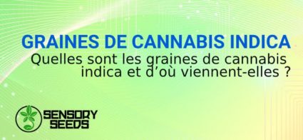 graines de marijuana indica