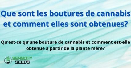 La marijuana est-elle légale à Lugano?