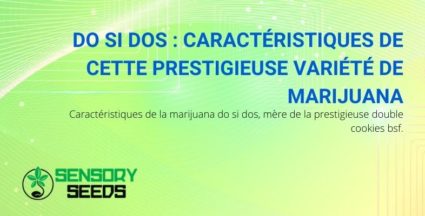 Les caractéristiques de la marijuana Do Si Dos