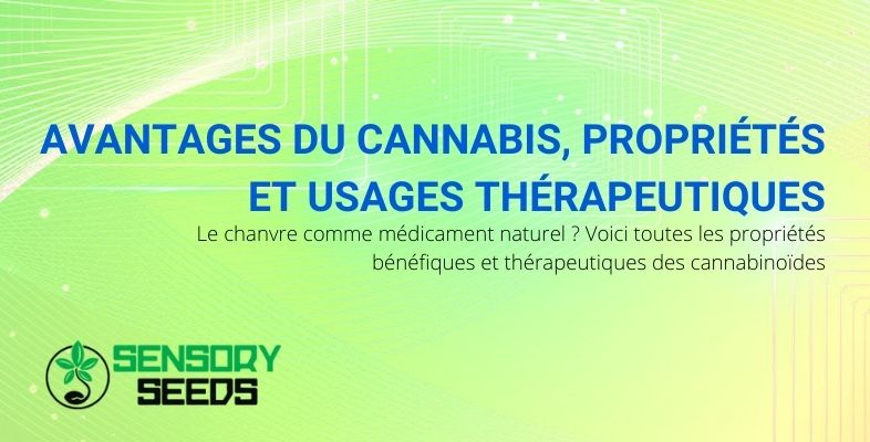 Quels sont les bienfaits des graines de cannabis ?