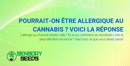 L'allergie au chanvre existe-t-elle ?