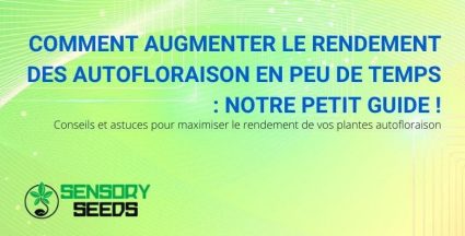 Comment maximiser le rendement des plantes autoflorissantes en peu de temps ?