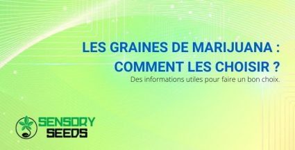 Comment choisir les graines de marijuana