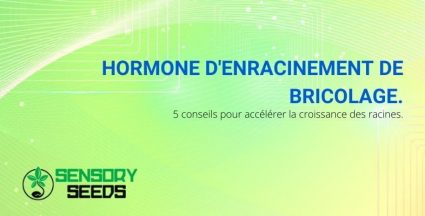 Hormone d'enracinement maison