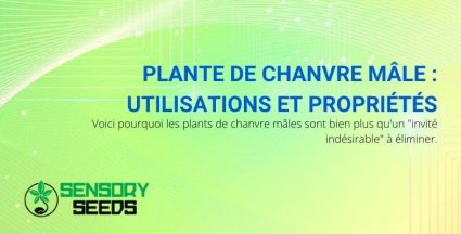 Utilisation et propriétés de la plante de chanvre mâle