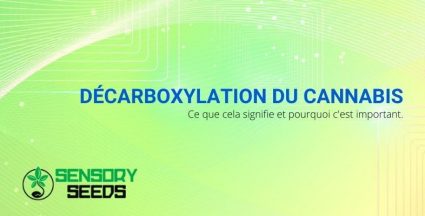 La signification et l'importance de la décarboxylation du cannabis