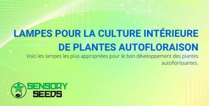 Les lampes les plus appropriées pour la culture des plantes à floraison automatique en intérieur.