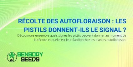 Les pistils donnent le signal lors de la récolte d'une autofloraison.