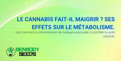 Comment la consommation de cannabis peut-elle faire perdre du poids ?