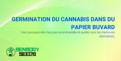 Germination du cannabis avec la méthode de l'essuie-tout