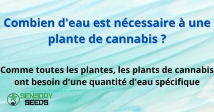 Combien d'eau est nécessaire à une plante de cannabis ?