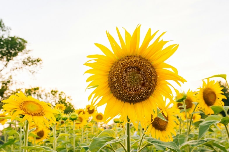 La phase de la floraison