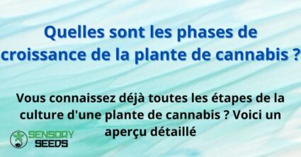 Quelles sont les phases de croissance de la plante de cannabis ?