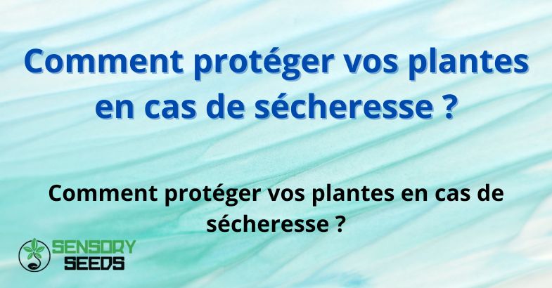 Comment protéger vos plantes en cas de sécheresse ?