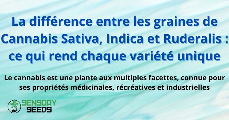 La différence entre les graines de Cannabis Sativa, Indica et Ruderalis