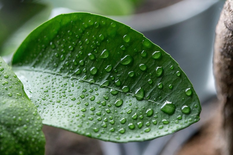 L'importance de l'humidité