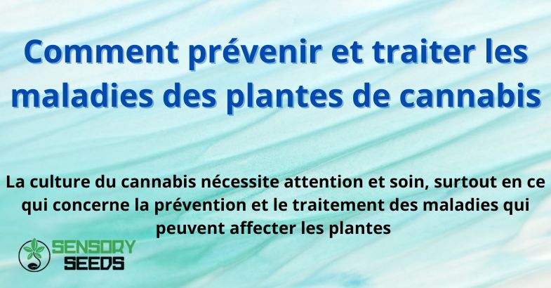 Comment prévenir et traiter les maladies des plantes de cannabis