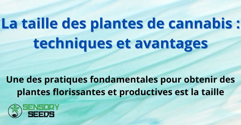 La taille des plantes de cannabis : techniques et avantages