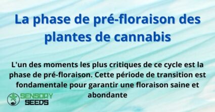 La phase de pré-floraison des plantes de cannabis