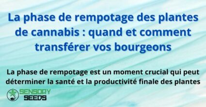 La phase de rempotage des plantes de cannabis