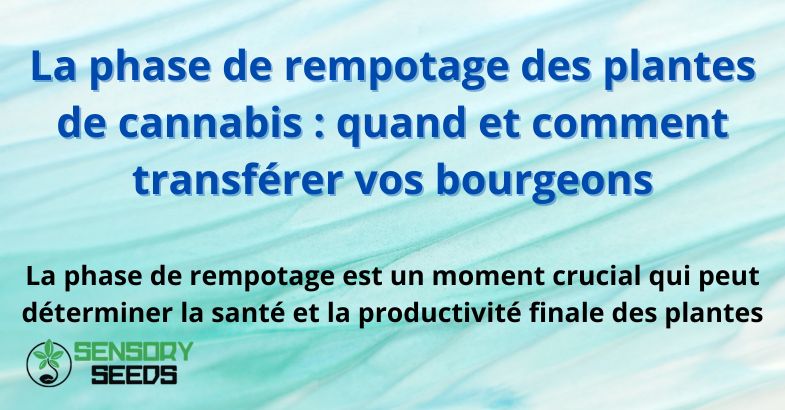 La phase de rempotage des plantes de cannabis