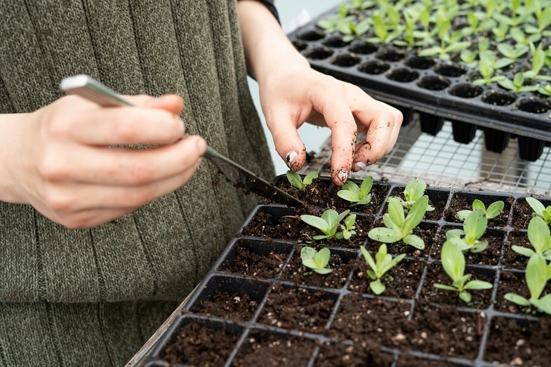 Quand transplanter les plantes de cannabis ?