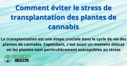 Comment éviter le stress de transplantation des plantes de cannabis