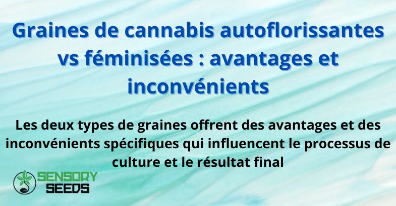 Graines de cannabis autoflorissantes vs féminisées