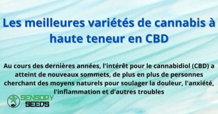 Les meilleures variétés de cannabis à haute teneur en CBD