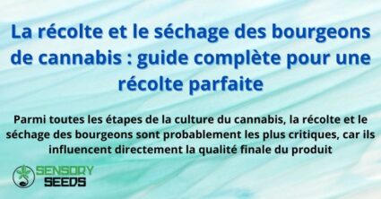 La récolte et le séchage des bourgeons de cannabis