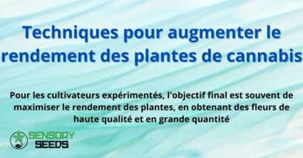 Techniques pour augmenter le rendement des plantes de cannabis