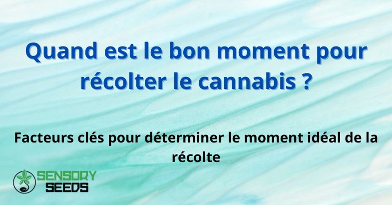 Quand est le bon moment pour récolter le cannabis ?