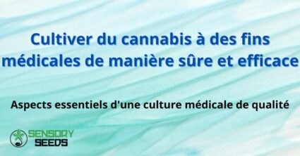 Cultiver du cannabis à des fins médicales de manière sûre et efficace