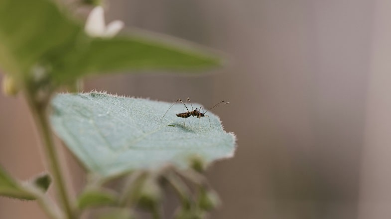 Prévention des parasites et des maladies