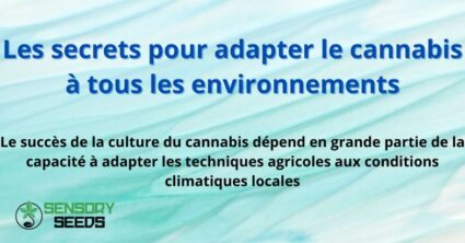 Les secrets pour adapter le cannabis à tous les environnements