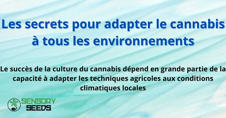 Les secrets pour adapter le cannabis à tous les environnements