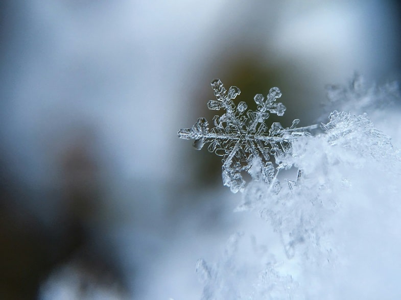 Les caractéristiques des variétés adaptées aux climats froids