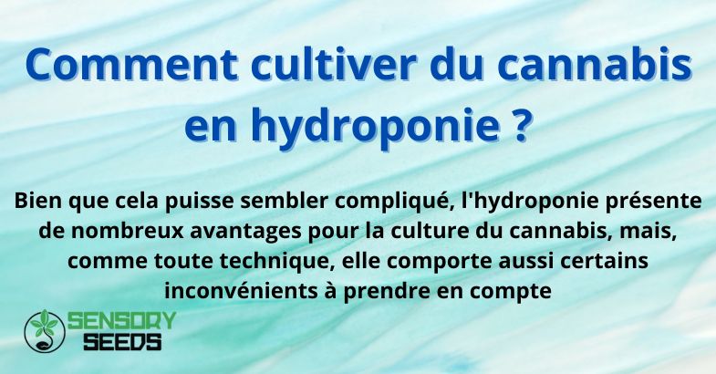 Comment cultiver du cannabis en hydroponie ?