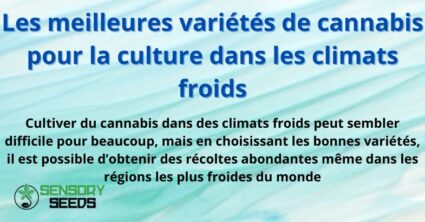 Les meilleures variétés de cannabis pour la culture dans les climats froids