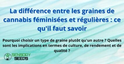 les graines de cannabis féminisées et régulières